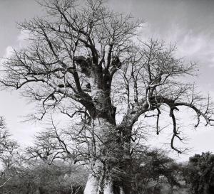 Big Baobab