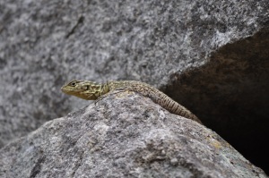 A Lizard