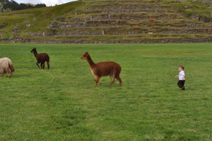 It was unclear what TBJ would have done had a caught the alpaca
